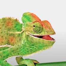 Reptile