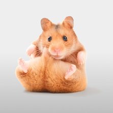 Small Pet